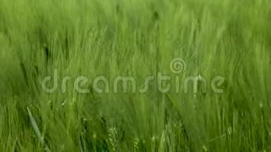 为<strong>绿色产业</strong>的美丽春天麦田和<strong>绿色</strong>小麦特写。 草在风中摇曳